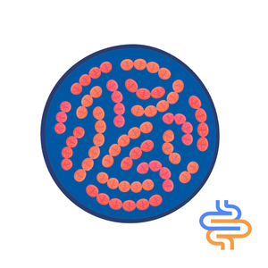 Fórmula de probióticos mixtos para proteger el polvo de probióticos de salud intestinal